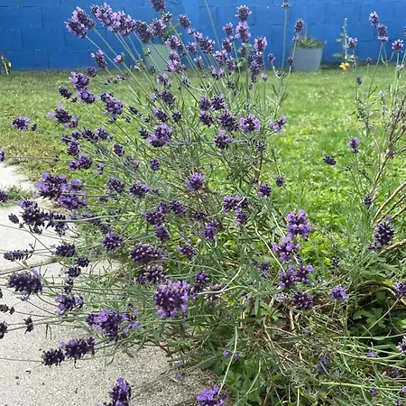 Maison Avec Jacuzzi Proche Des Plages Сasa de vacaciones Le Bernard