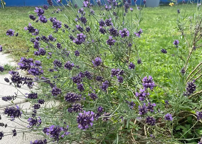 Maison Avec Jacuzzi Proche Des Plages بيت للعطل Le Bernard
